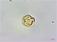 藏品(臺灣格柃)的圖片