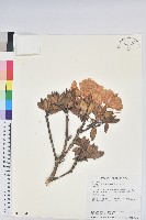 藏品(玉山杜鵑)的圖片