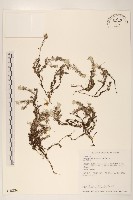 藏品(玉山薄雪草)的圖片