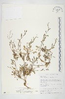藏品(玉山筷子芥)的圖片