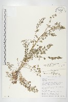 藏品(水花菜)的圖片