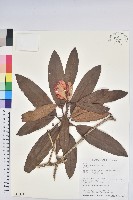 藏品(森氏杜鵑、森氏滿江紅)的圖片