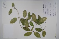 藏品(臺灣牛皮消、臺灣白薇)的圖片