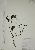 藏品(野菰)的圖片