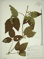 藏品(銹毛鐵線蓮)的圖片