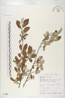 藏品(鄧氏胡頹子)的圖片