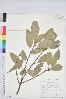 藏品(青剛櫟、鐵椆)的圖片