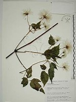 藏品(小木通)的圖片