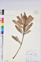 藏品(臺灣杜鵑)的圖片