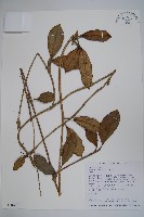 藏品(毬蘭)的圖片