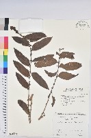 藏品(菲律賓饅頭果)的圖片