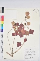 藏品(烏臼)的圖片