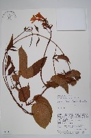 藏品(飄香藤)的圖片