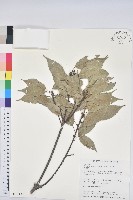 藏品(青剛櫟、鐵椆)的圖片