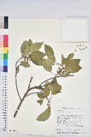 藏品(白臼)的圖片