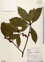 藏品(五掌楠)的圖片