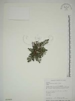 藏品(臺灣莓)的圖片