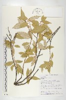 藏品(小葉胡頹子)的圖片