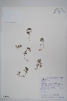 藏品(圓葉山梗菜)的圖片