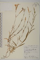 藏品(長萼瞿麥)的圖片