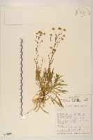 藏品(玉山飛蓬)的圖片