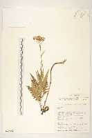 藏品(玉山黃菀)的圖片