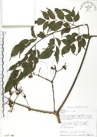 藏品(火筒樹)的圖片