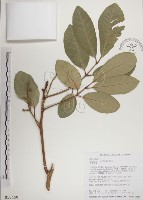 藏品(大葉樹蘭)的圖片