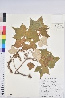 藏品(台灣白匏子)的圖片