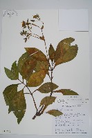 藏品(假酸漿)的圖片