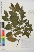 藏品(桶鉤藤)的圖片