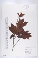 藏品(山紅柿)的圖片