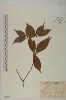 藏品(草珊瑚、紅果金粟蘭)的圖片