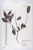 藏品(山紅柿)的圖片