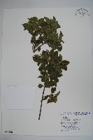 藏品(長梗花冬青)的圖片