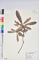 藏品(臺灣杜鵑)的圖片