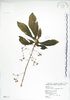 藏品(同蕊草、異色線柱苣苔)的圖片