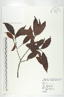 藏品(山紅柿)的圖片