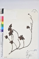 藏品(金毛杜鵑)的圖片