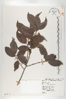 藏品(山紅柿)的圖片