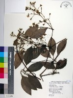 藏品(厚葉鐵線蓮)的圖片