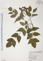 藏品(野鴉椿)的圖片