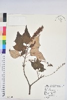 藏品(白匏子)的圖片