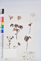 藏品(唐杜鵑、大屯杜鵑、中原氏杜鵑)的圖片