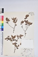 藏品(唐杜鵑、大屯杜鵑、中原氏杜鵑)的圖片