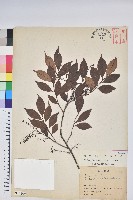 藏品(米飯花)的圖片