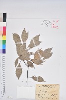 藏品(青剛櫟、鐵椆)的圖片