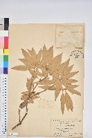 藏品(灰背石櫟)的圖片