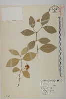 藏品(淡綠葉衛矛)的圖片