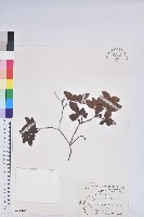 藏品(唐杜鵑、大屯杜鵑、中原氏杜鵑)的圖片